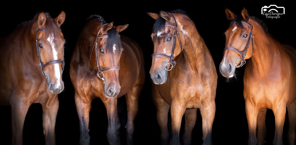 EquiDanique