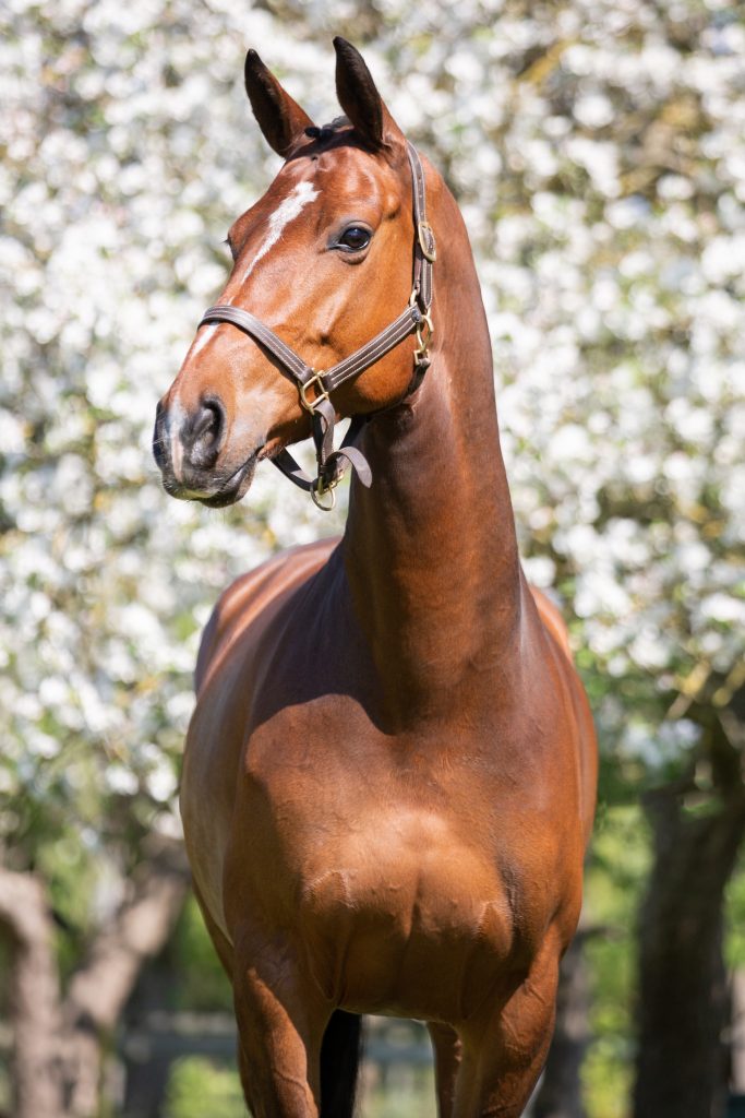 EquiDanique