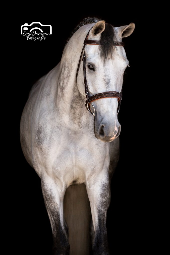 EquiDanique fotografie