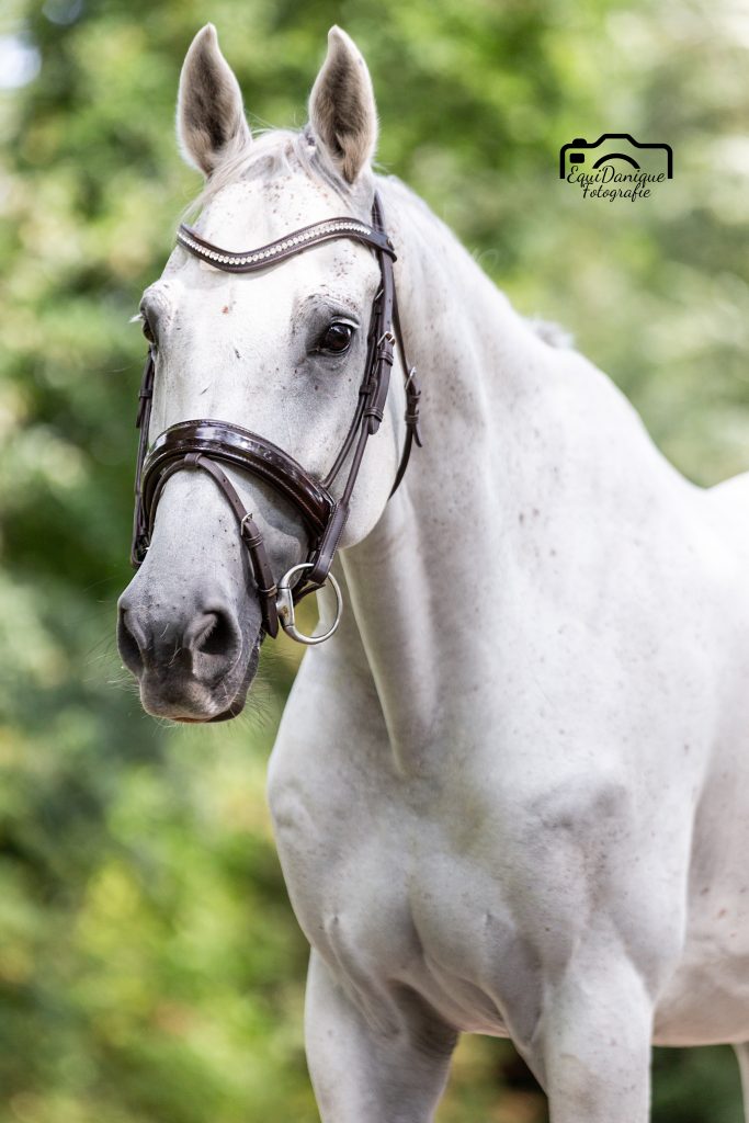 EquiDanique