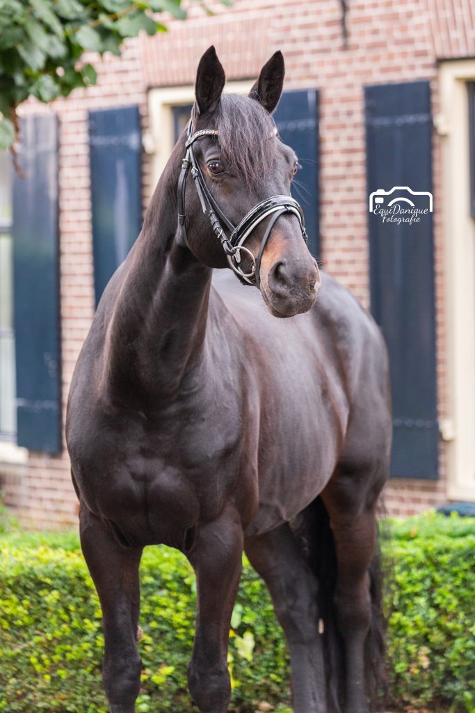 EquiDanique
