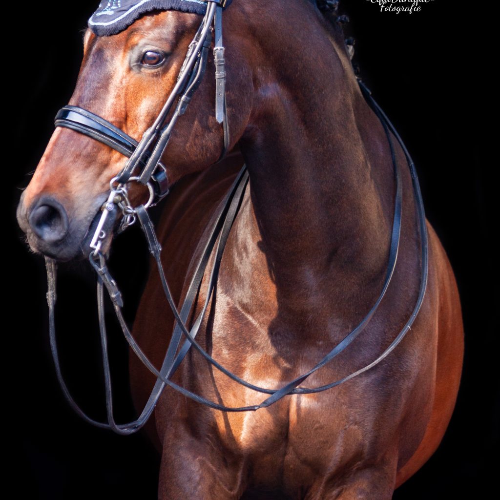 EquiDanique fotografie
