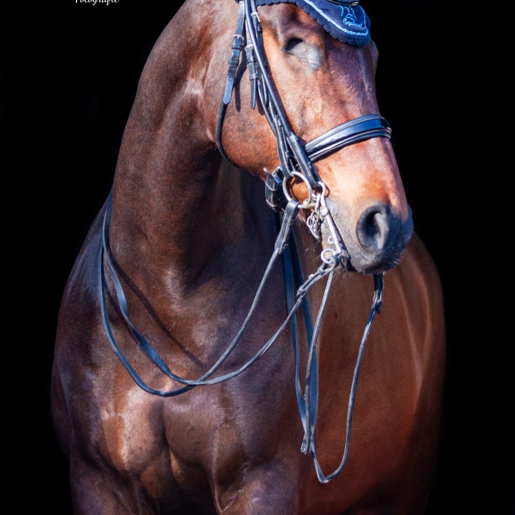 EquiDanique fotografie