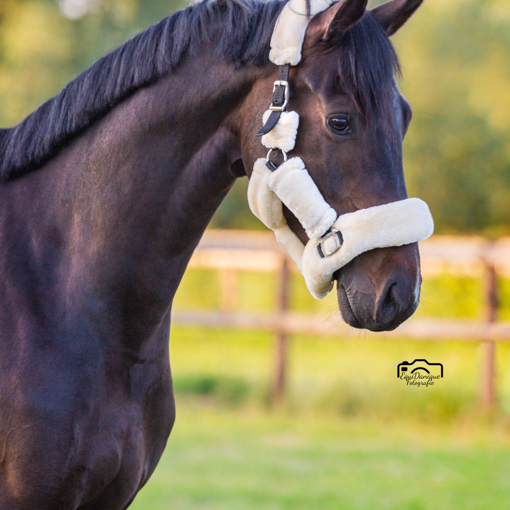 EquiDanique fotografie