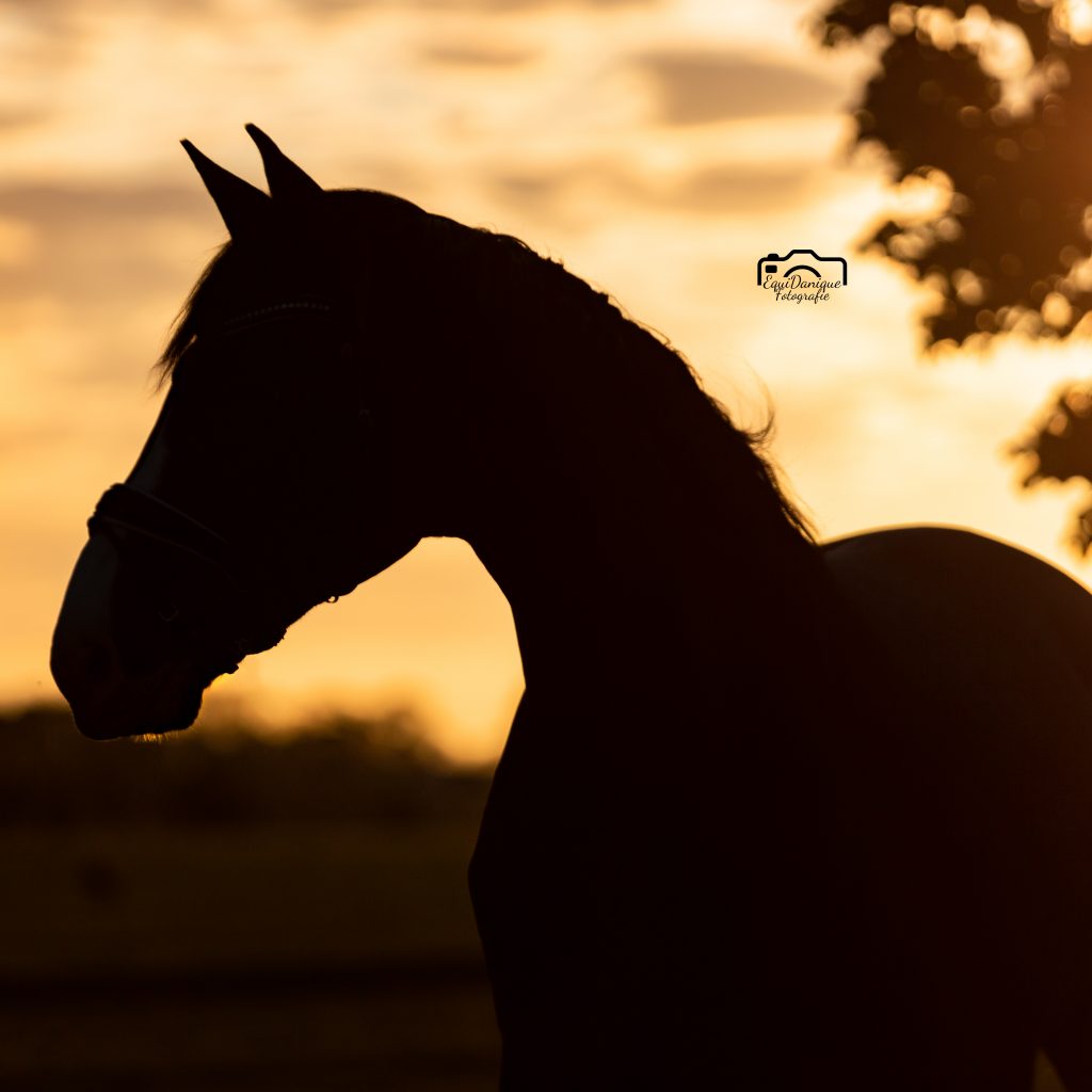 EquiDanique fotografie