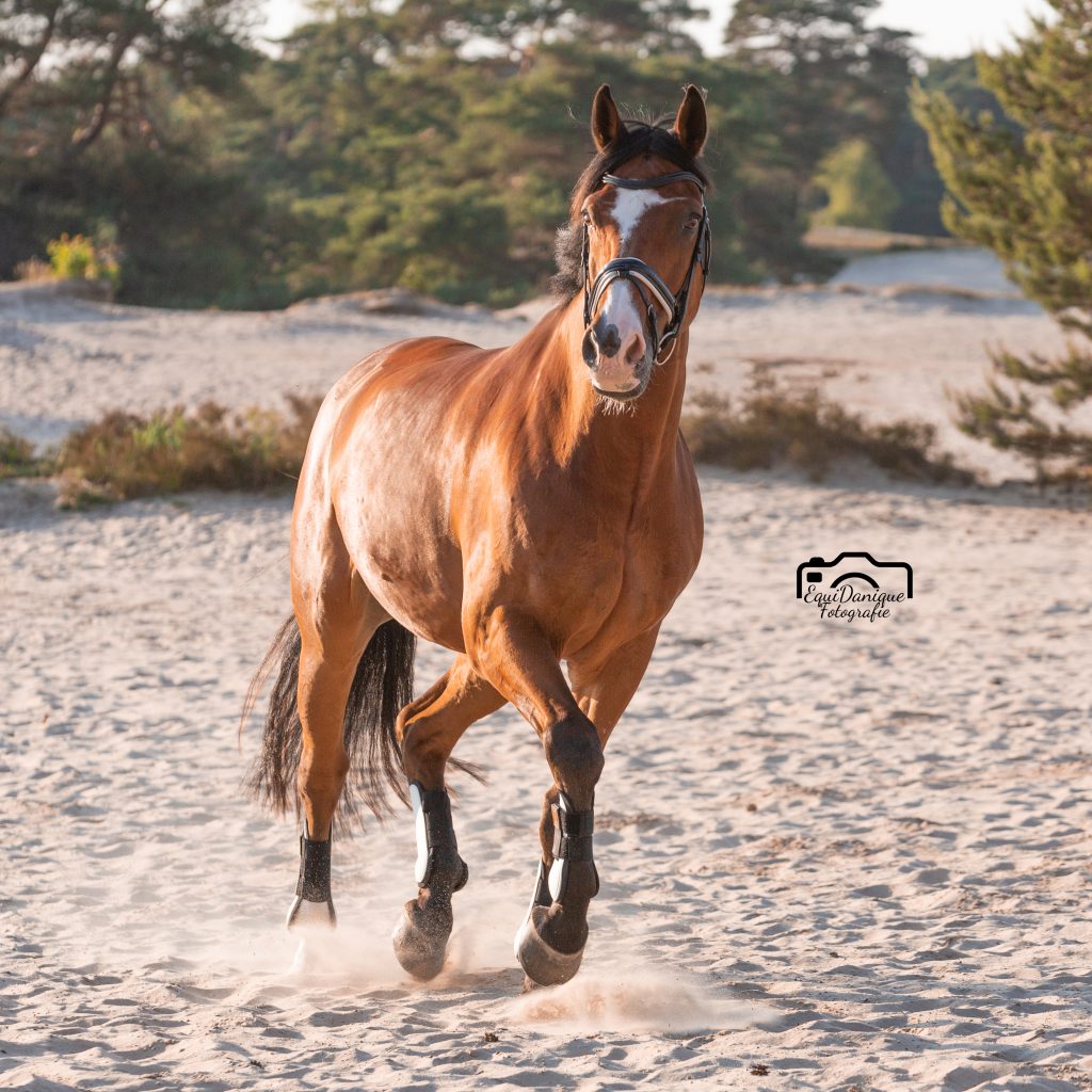 EquiDanique fotografie