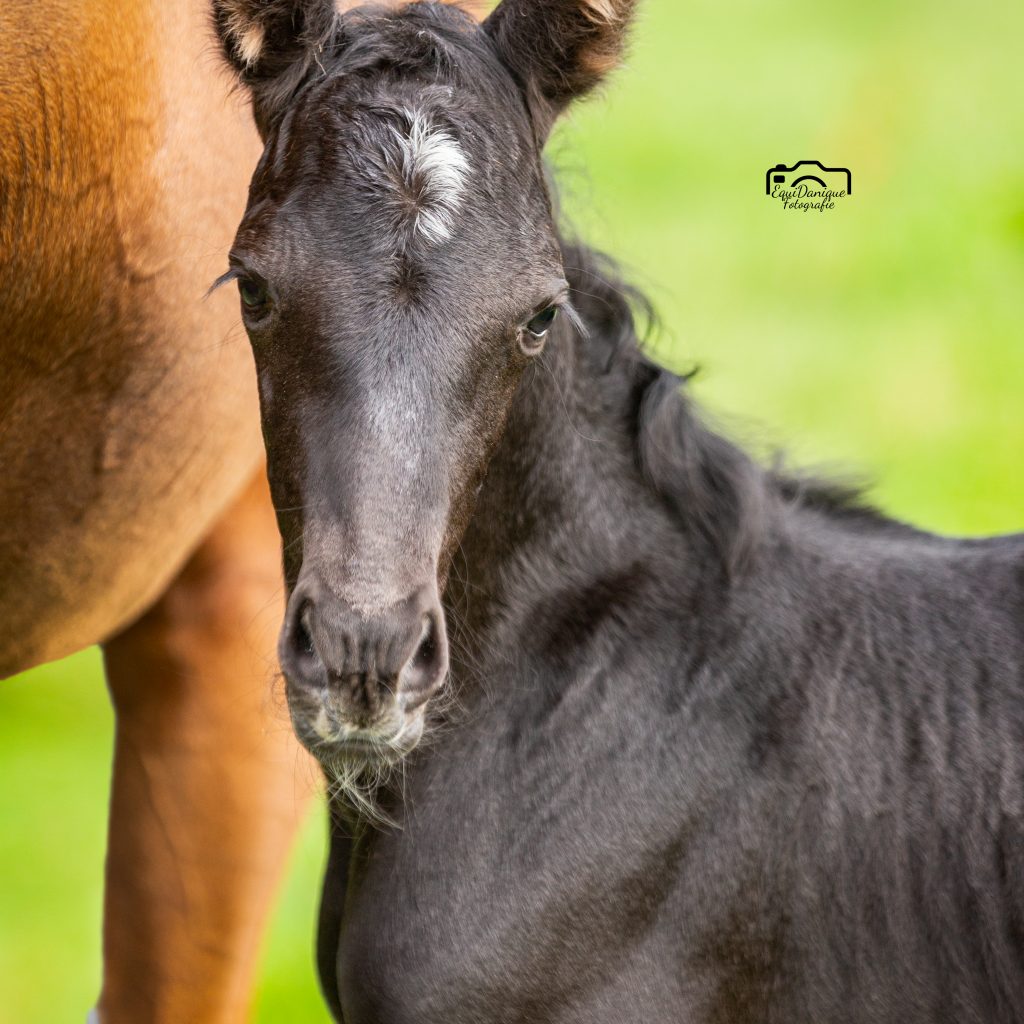 EquiDanique fotografie
