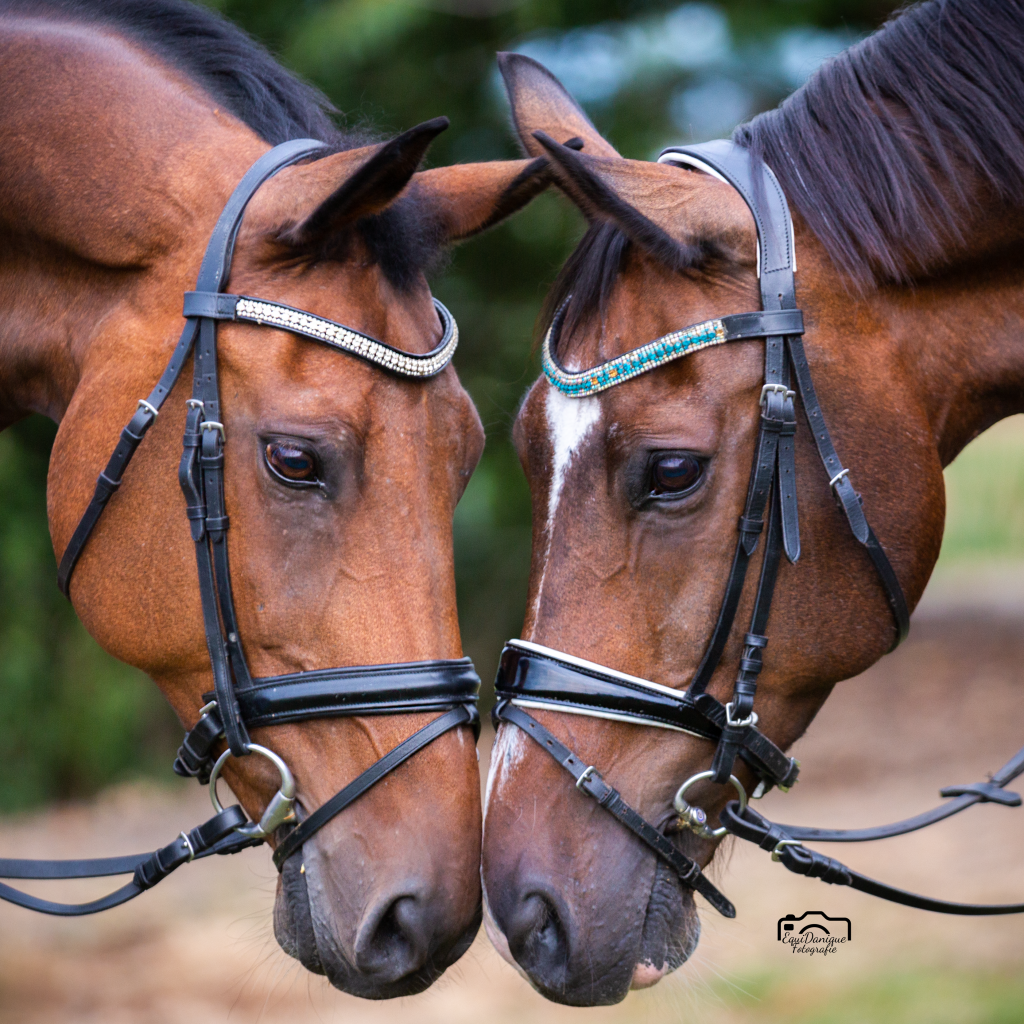 EquiDanique fotografie