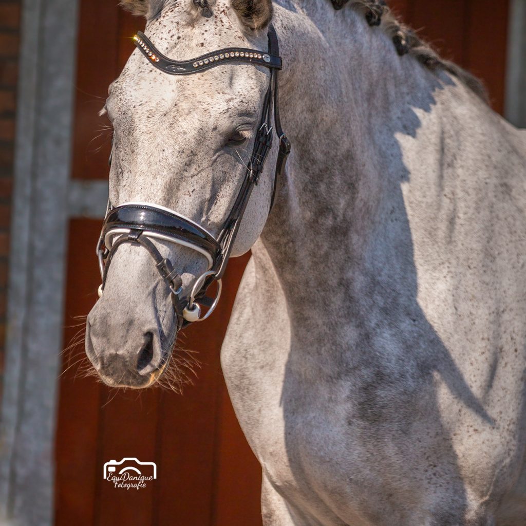 EquiDanique fotografie