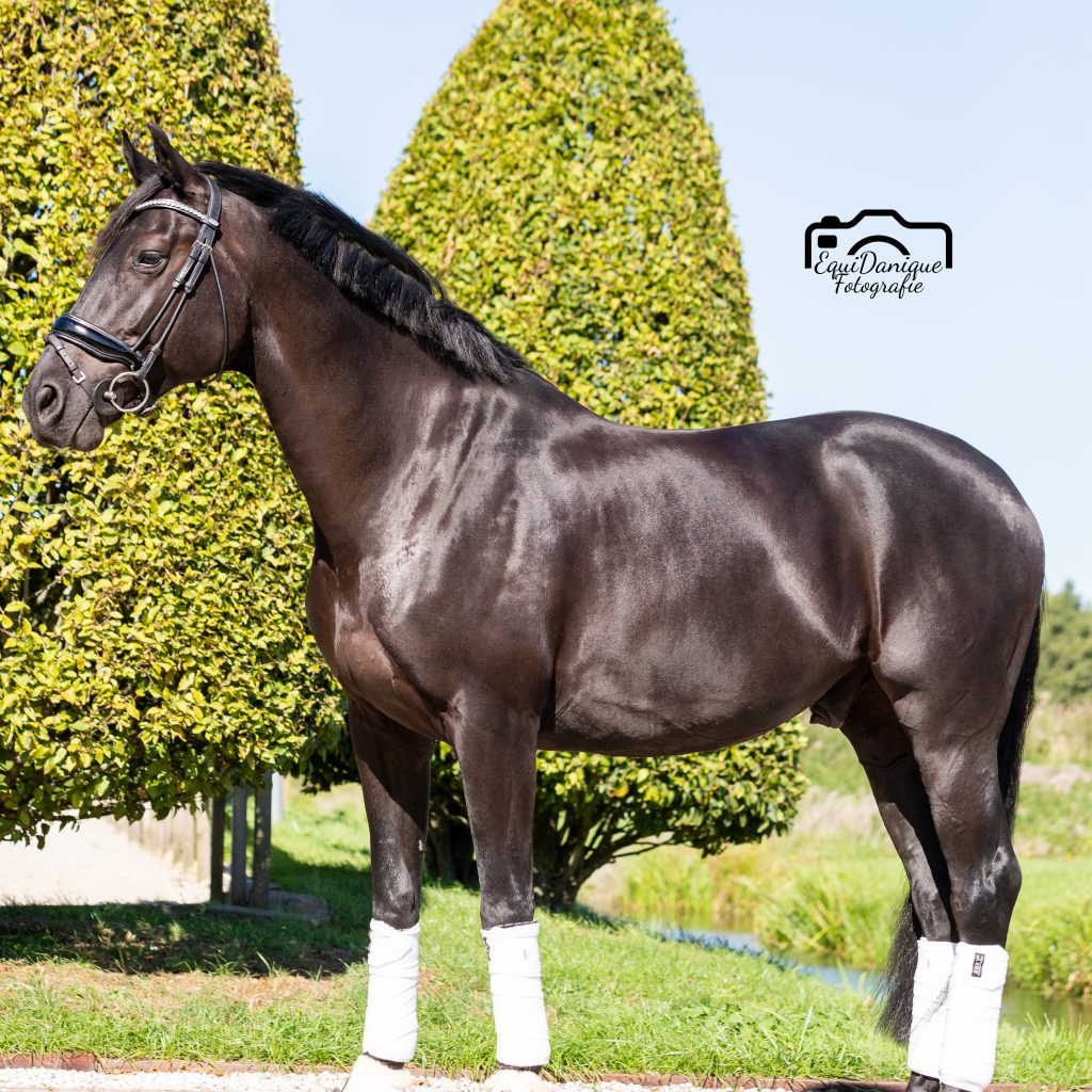 EquiDanique fotografie