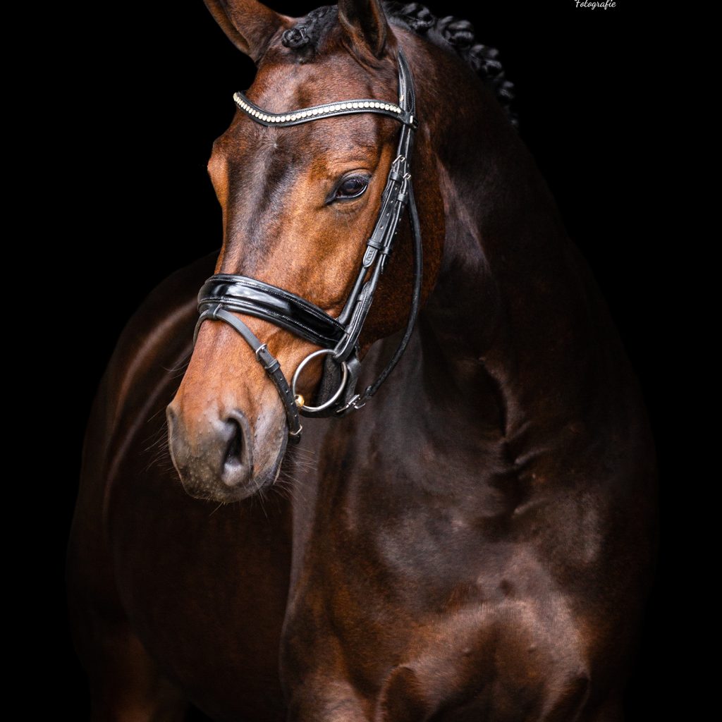 EquiDanique fotografie