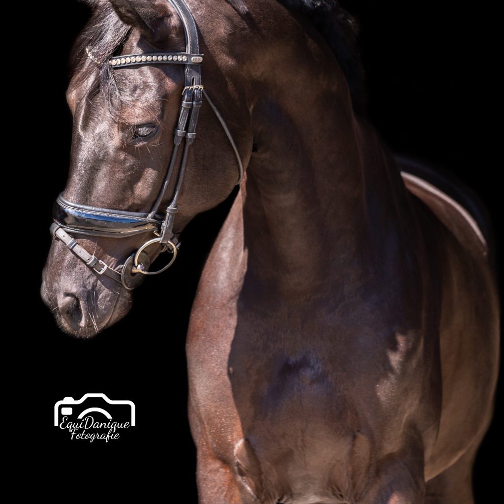 EquiDanique fotografie