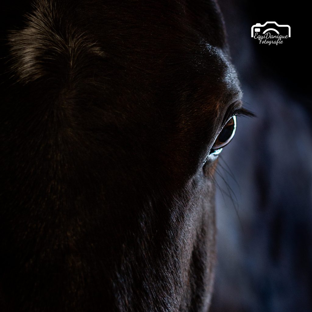 EquiDanique fotografie