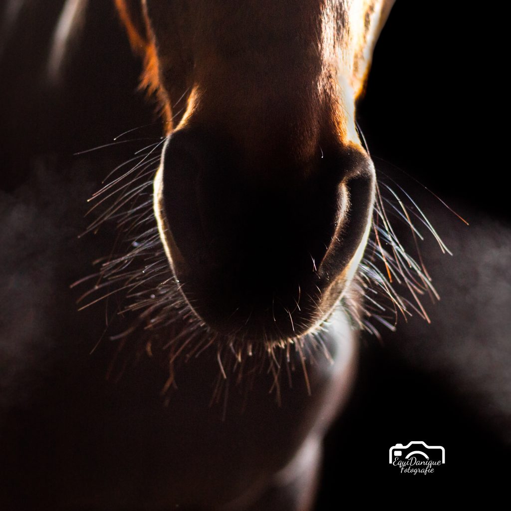 EquiDanique fotografie