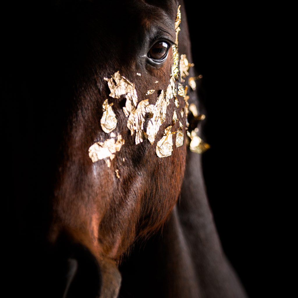 EquiDanique fotografie