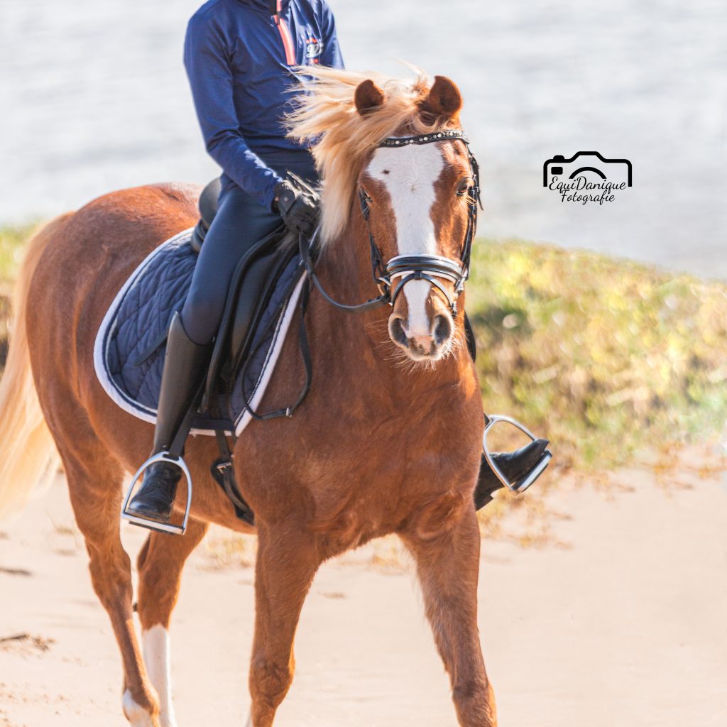 EquiDanique fotografie