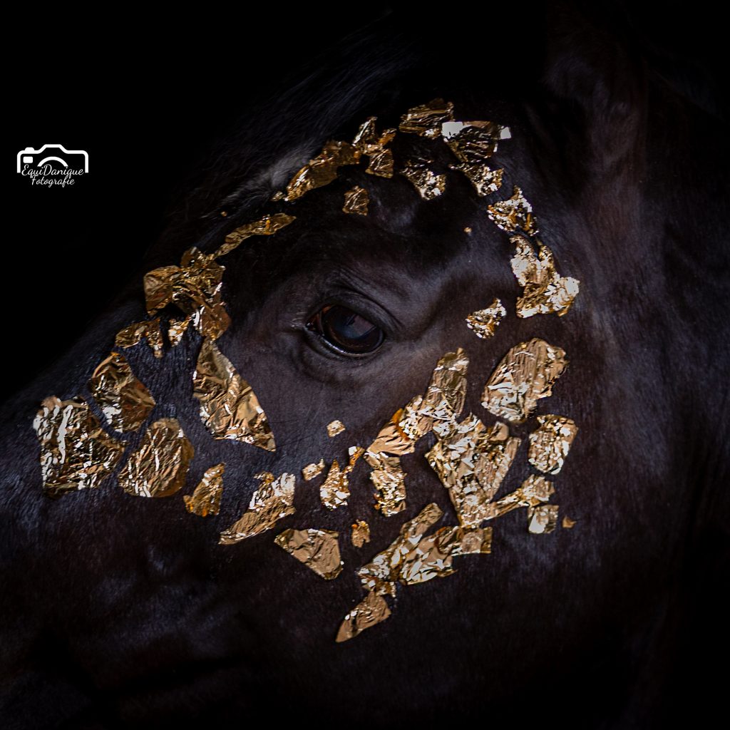 EquiDanique fotografie