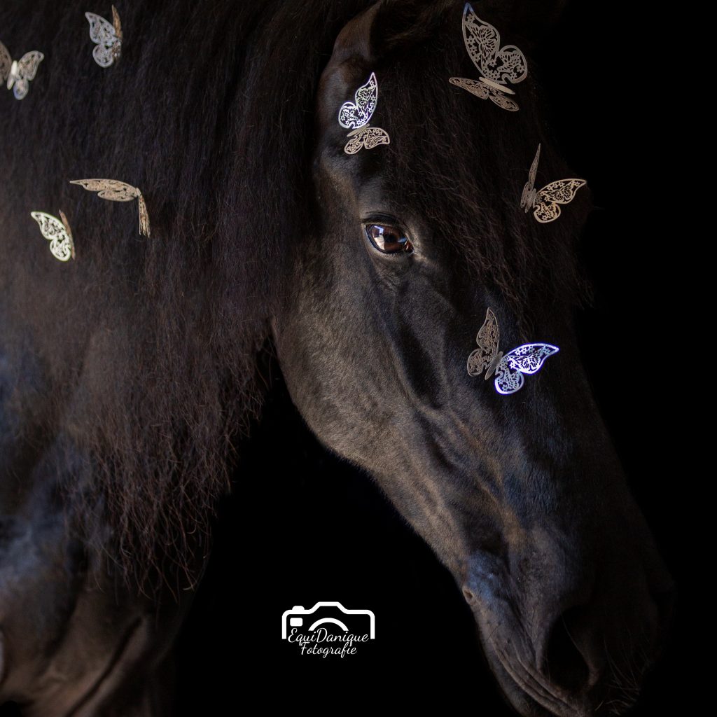 EquiDanique fotografie