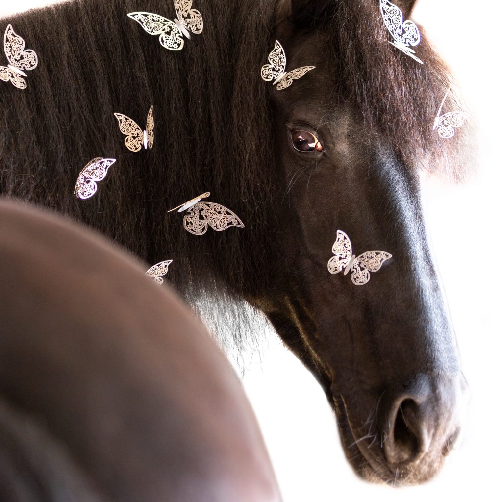 EquiDanique fotografie